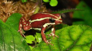 La toxina de una rana ecuatoriana, apuntada por la muerte de un opositor ruso
