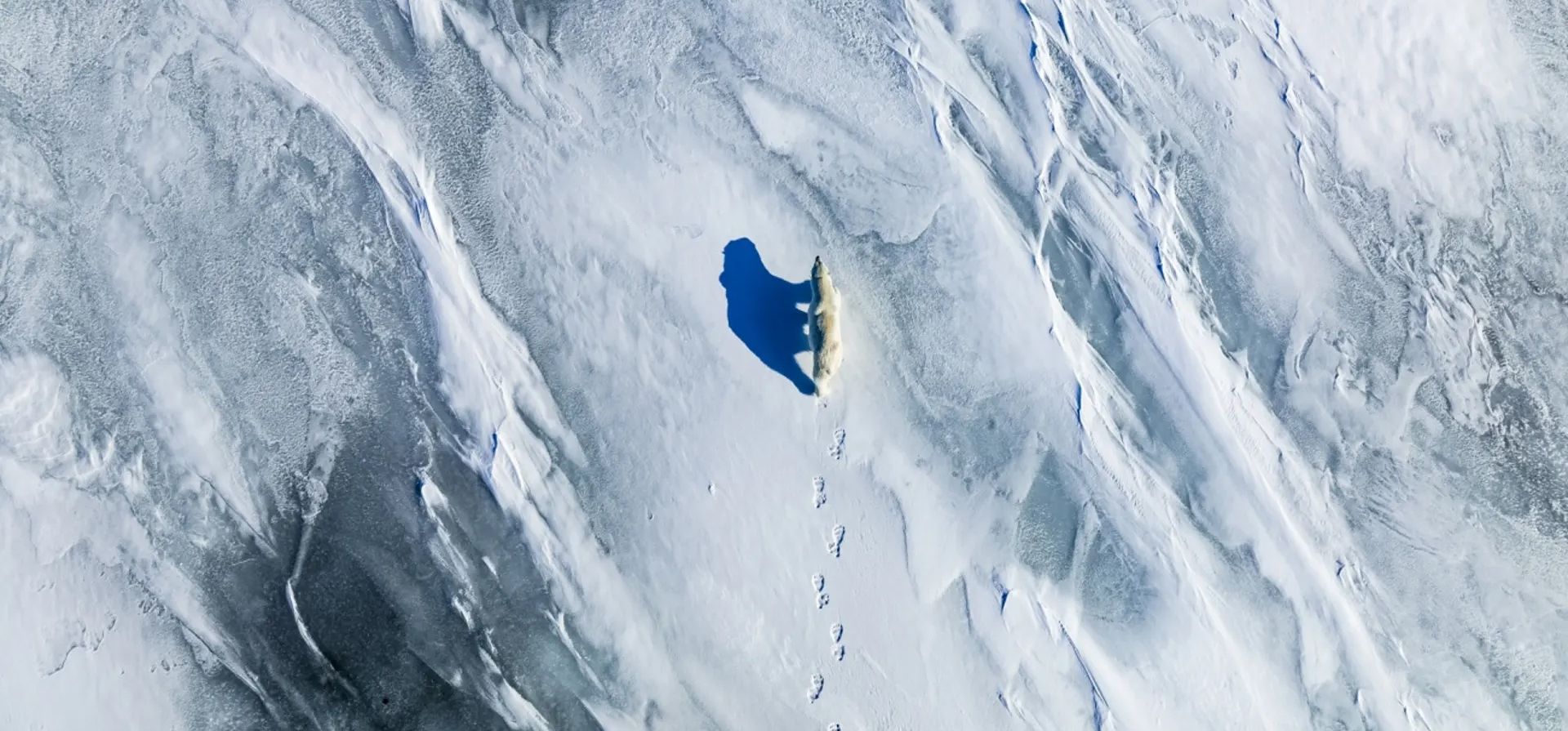 Sobre el hielo delgado por Florian Ledoux. Un oso polar macho gigante camina sobre el hielo delgado durante el final de la primavera en Svalbard. El área de hielo marino en Svalbard se está volviendo cada vez más pequeña cada año, con el área calentándose siete veces más rápido que el resto del mundo.