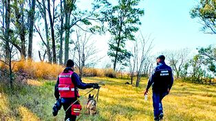 Los perros operativos deben entrenar a diario y someterse junto a sus guías a certificaciones periódicas.