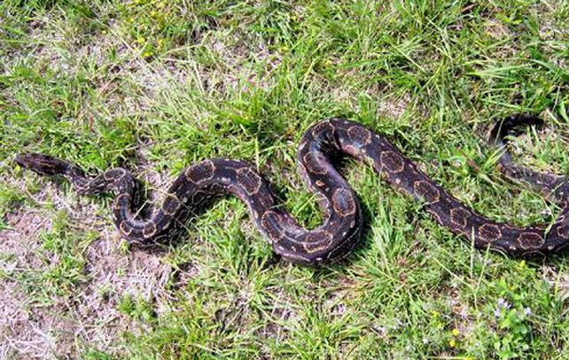 Un ejemplar similar al encontrado en Villa Gobernador Gálvez.