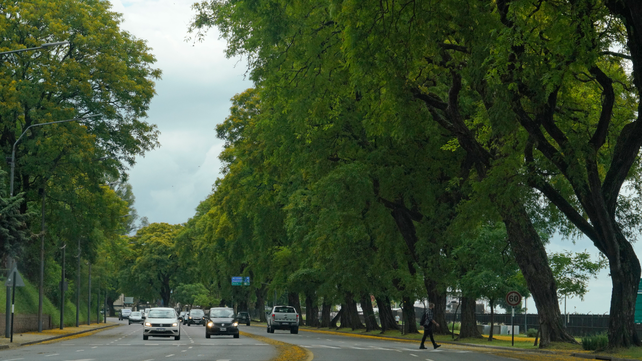 El proyecto para una nueva ordenanza sobre arbolado público busca otorgarle categoría de 