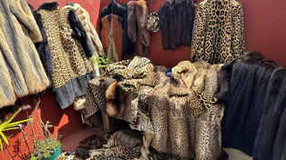 Tráfico ilegal de fauna en Villa Urquiza: un allanamiento reveló 227 ejemplares de especies protegidas convertidos en moda