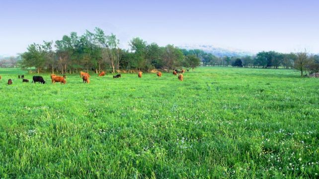 Ganadería. “No se trata sólo de lograr una ganadería carbono neutral sino de que todo el sistema pastoril capte el C02”