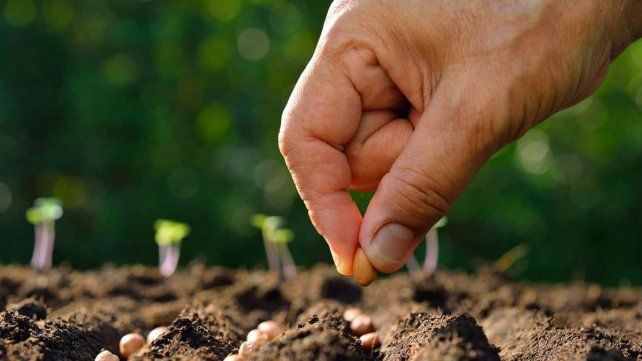 Este jueves se entregarán semillas gratuitas de la temporada otoño-invierno en distintos barrios de Paraná en el marco del programa Pro Huerta