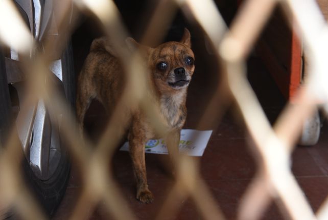 Uno de los 199 perros hallados el miércoles en un criadero clandestino de la zona sur.