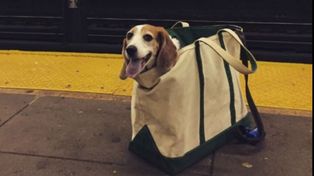 Como ser perro en Nueva York para viajar en subte y no morir en el intento