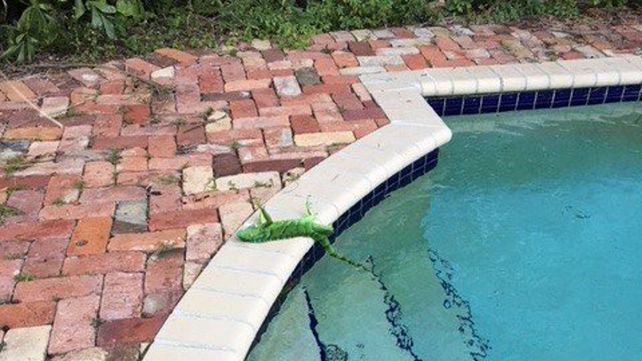 Una iguana paralizada por el frío en Florida