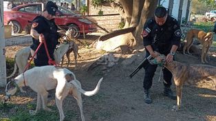 Carreras ilegales de galgos: rescataron 61 perros y demoraron a 145 personas