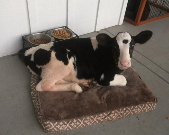 Goliath: la vaca que se cree perro