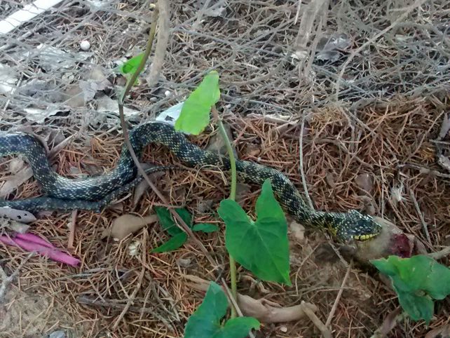 hallazgo. Donde encontraron la serpiente vive una niña de 5 años.