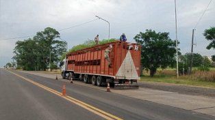 Camión llevaba más de 100 cabezas sin documentación legal