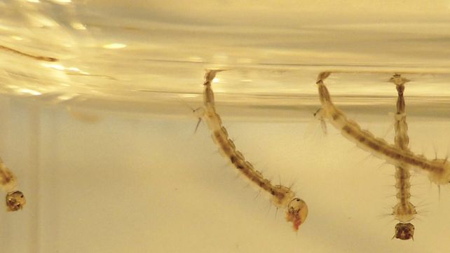 La limpieza de casas y ciudades es el eje de la prevención de la proliferación del mosquito aedes aegypti. Guillermo Grieve explicó las fases y acciones del gobierno para combatir el dengue&nbsp; 