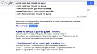 ¿Cómo hago que mi gato me quiera?, solo uno de los rastreos más tontos en Google