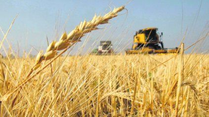 El 96% del trigo sembrado en Entre Ríos presenta muy buena condición, se destacó desde la Bolsa de Cereales