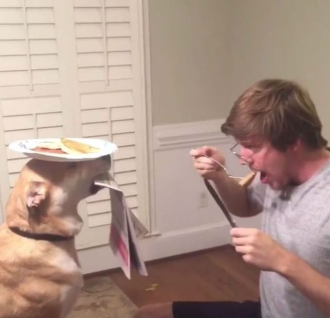 Un perro congelado es protagonista de un divertido mannequin challenge