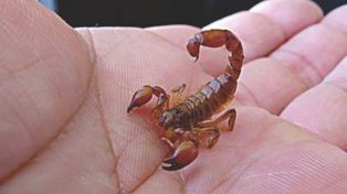 Brindan recomendaciones ante la presencia de alacranes