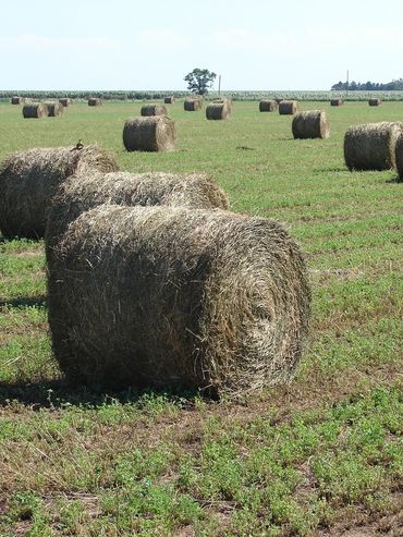 Alfalfa: la semilla mágica que puede generar u$s250 millones anuales