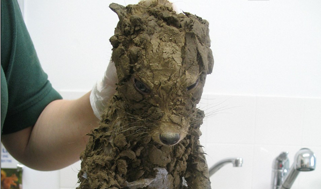Encuentran misterioso animal lleno de barro y al limpiarlo, descubren algo asombroso Encuentran misterioso animal lleno de barro y al limpiarlo, descubren algo asombroso
