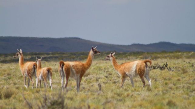 La esquila de guanacos en silvestría