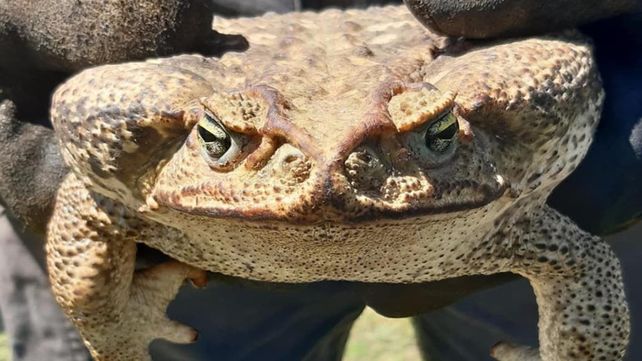 Sapo cururú. Es una de las especies más peligrosas del mundo. &nbsp;