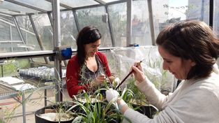 Paula Berenstecher (izq.) y Ana Faigón haciendo experimentos en el invernadero del Instituto de Investigaciones Fisiológicas y Ecológicas Vinculadas a la Agricultura (IFEVA, CONICET-UBA.