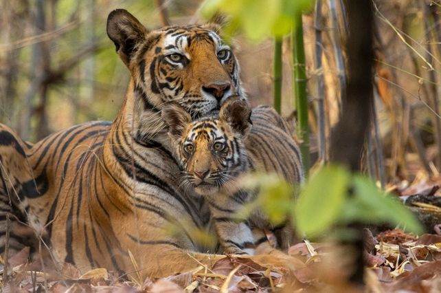 Tigres