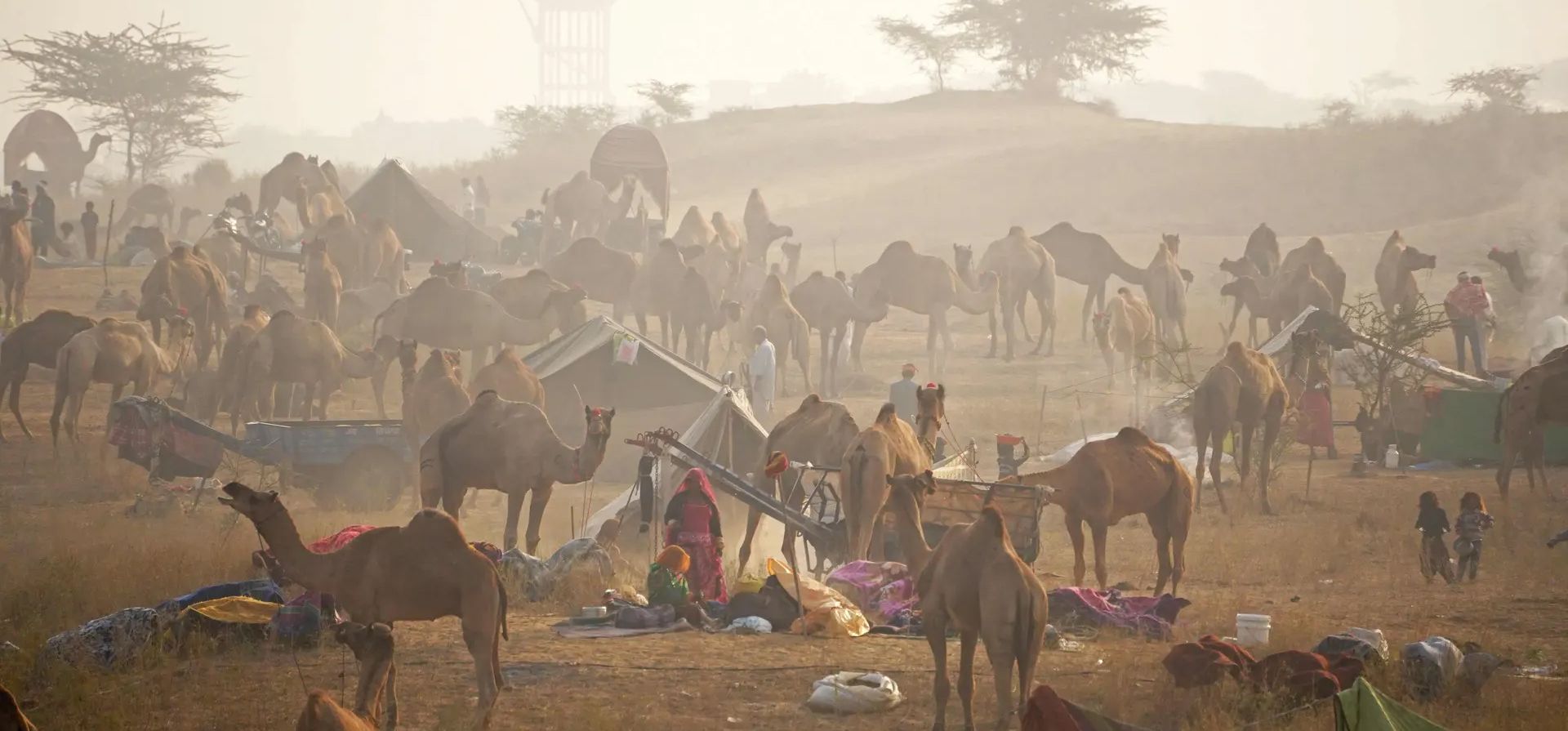 un grupo de pastores descansan junto a sus animales antes de una feria anual de camellos en el estado desértico de Rajastán, Pushkar, India. Fotografía: Himanshu Sharma/AFP/Getty Images un grupo de pastores descansan junto a sus animales antes de una feria anual de camellos en el estado desértico de Rajastán, Pushkar, India. Fotografía: Himanshu Sharma/AFP/Getty Images