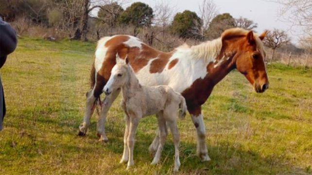 En la escuela N° 39 de Villa Urquiza nació la cría de un caballo rescatado del cirujeo
