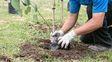 Roldán impulsa una jornada de forestación colectiva y reciclado