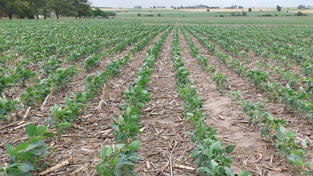 La siembra de soja en la región núcleo batió un nuevo récord histórico al alcanzar los 1