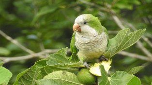 Advierten por enfermedad que transmiten loros y palomas