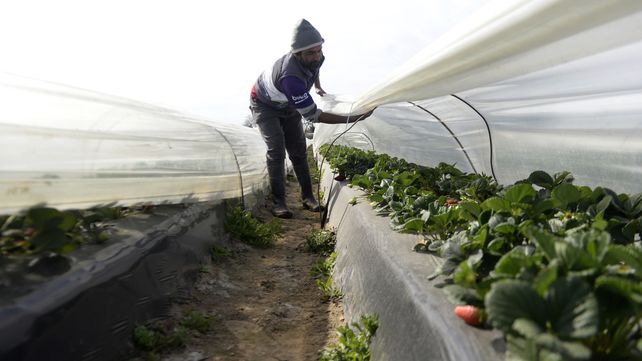 Coronda comenzará a producir superfrutillas: investigadores crearon una variedad autóctona
