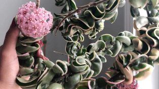 Cuáles son las tres plantas suculentas que florecen en el hogar