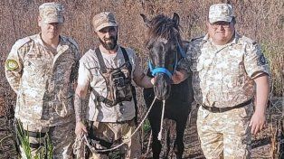 Recuperaron sano y salvo a Nano, el caballo que había sido robado