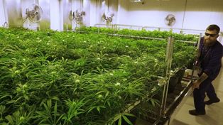 Uruguay adjudicó la producción y distribución de marihuana a dos empresas