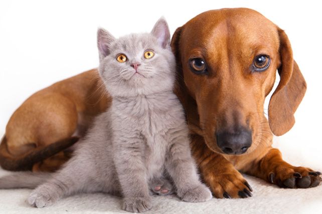 En agosto habrá 6 puntos de atención gratuitos para mascotas