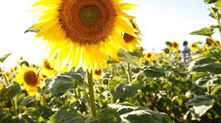 El girasol conquista nuevas zonas