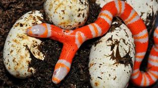Naci&oacute; una sorprendente serpiente albina con dos cabezas y un solo cuerpo