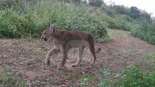 Lograron detectar por primera vez pumas en el Parque Islas de Santa Fe
