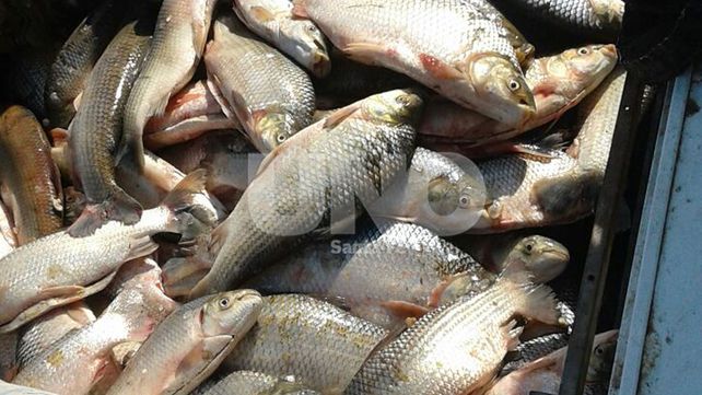 Secuestraron 1197 pescados depredados en Arroyo Leyes y en el paraje El Toro
