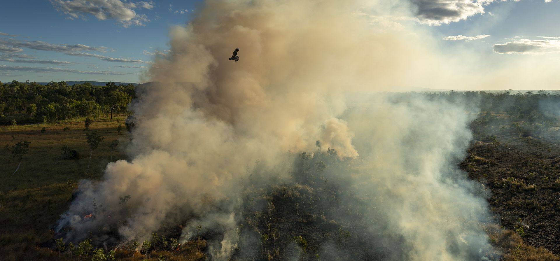 Premio World Press Photo Story Of The Year de Matthew Abbott para National Geographic Magazine/Panos Pictures, titulada Saving Forests With Fire, muestra un milano negro (subespecie Affinis de Milvus migrans) volando sobre un fresco -quemar fuego encendido por cazadores más temprano en el día, en Mamadawerre, Arnhem Land, Australia, 2 de mayo de 2021. (Matthew Abbott para National Geographic/Panos Pictures/World Press Photo vía AP)