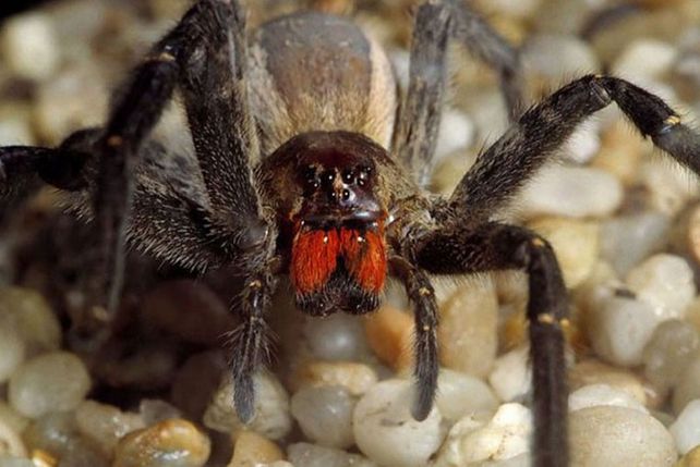 ¿Cuáles son los animales más mortíferos que existen?. ¿Cuáles son los animales más mortíferos que existen?.