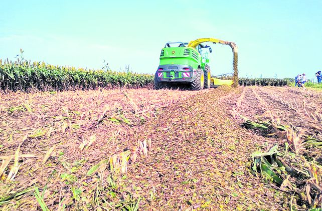 El sorgo reafirma cada año su aporte a los planteos mixtos en base al desarrollo de tecnología.