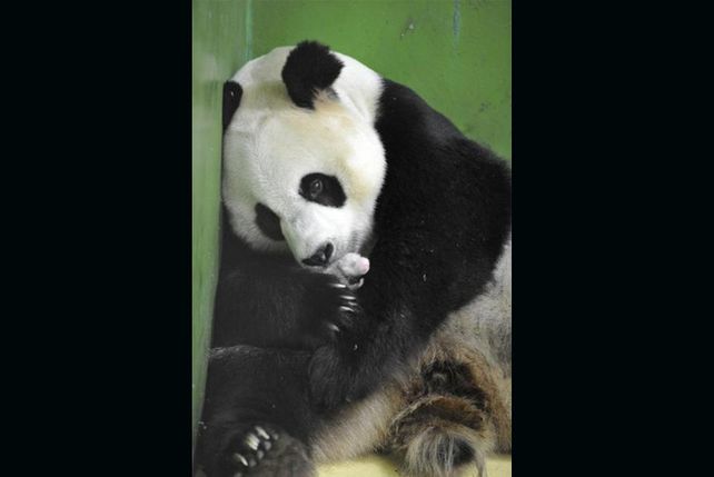 Nacieron en China los primeros trillizos de panda gigante del mundo