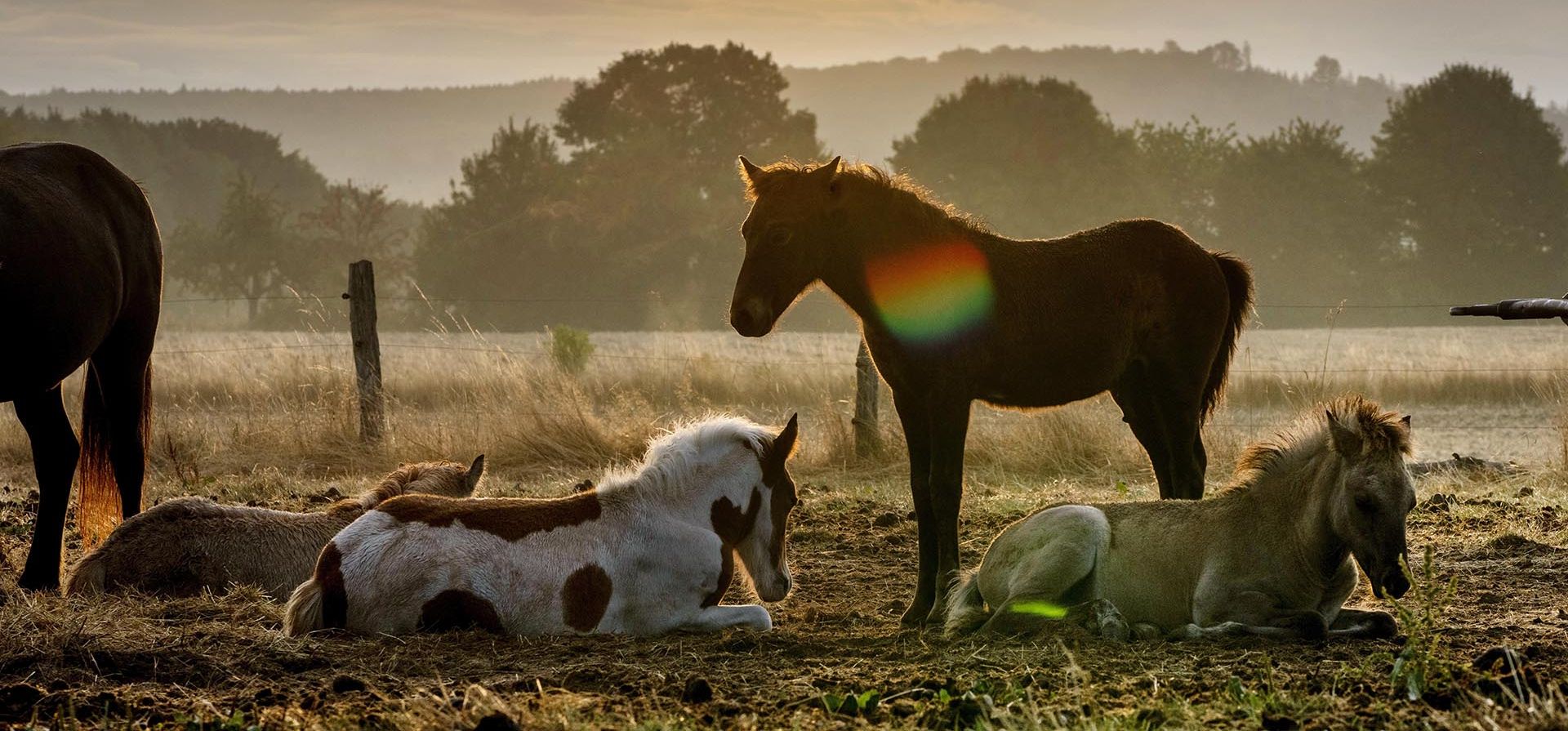 Potros islandeses descansan en un prado en un criadero de sementales en Wehrheim, cerca de Frankfurt, Alemania, el miércoles 7 de septiembre de 2022.