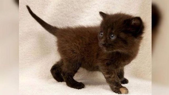 El extraño motivo por el que más de 300 personas quieren adoptar este gato