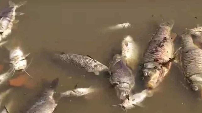 Mortandad de peces en el Carcarañá: investigan las causas del fenómeno registrado el fin de semana
