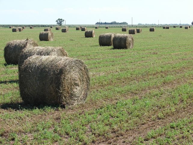Alfalfa. La seca pegó duro a la productividad de la pastura