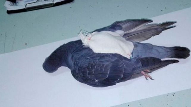 Con una paloma, ingresaban droga a una cárcel en La Pampa