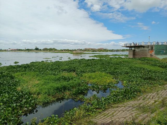 La crecida del Paraná cambia el paisaje de la laguna Setúbal: los camalotes vuelven a aferrarse a los pilares del viejo puente ferroviario